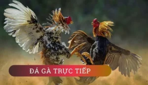 Cách Chơi Đá Gà GA28 SunWin 2026 Luật Cược Trận Đấu Và Mẹo Chọn Kèo An Toàn