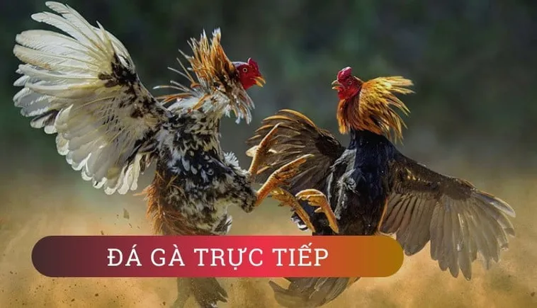 Cách Chơi Đá Gà GA28 SunWin 2026 Luật Cược Trận Đấu Và Mẹo Chọn Kèo An Toàn